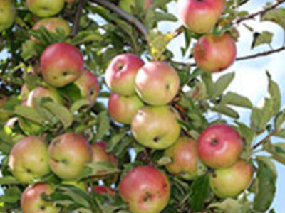 Colorado Apples