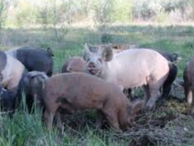 Swine Fever Vaccine