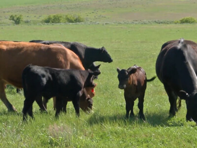 CattleFax Cow-Calf Survey Released