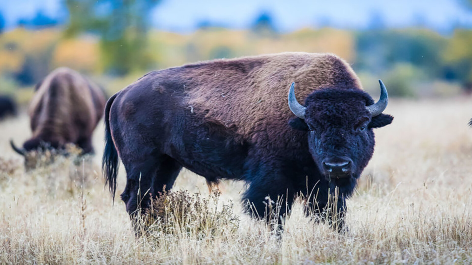 Challenge Grants Fuel Opportunities to Double Support for Bison Center of Excellence