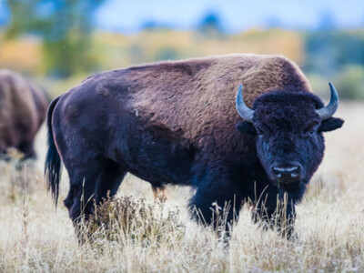 Challenge Grants Fuel Opportunities to Double Support for Bison Center of Excellence