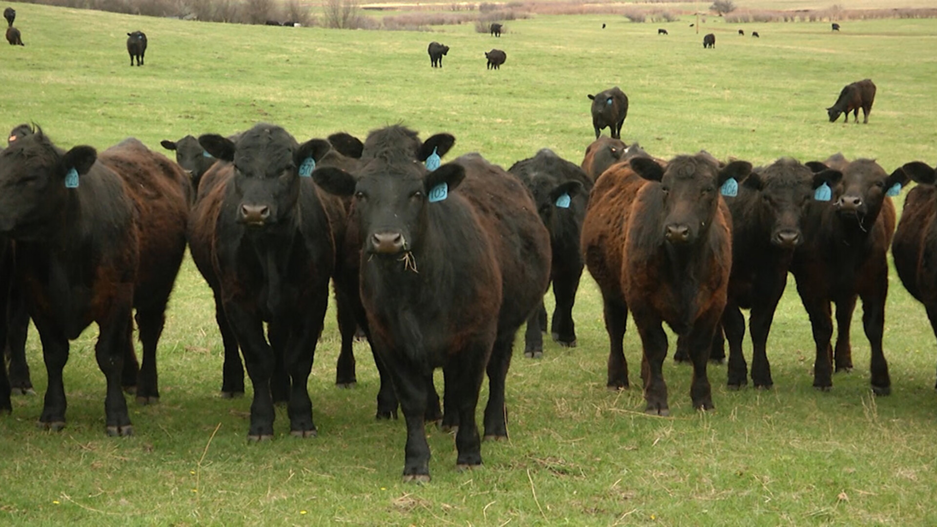 Optimism in Beef Industry Fueled by Strong Demand with Higher Prices Anticipated