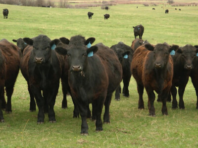 Optimism in Beef Industry Fueled by Strong Demand with Higher Prices Anticipated