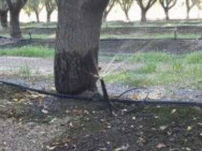 Knowing the Water Needs of An Almond Orchard