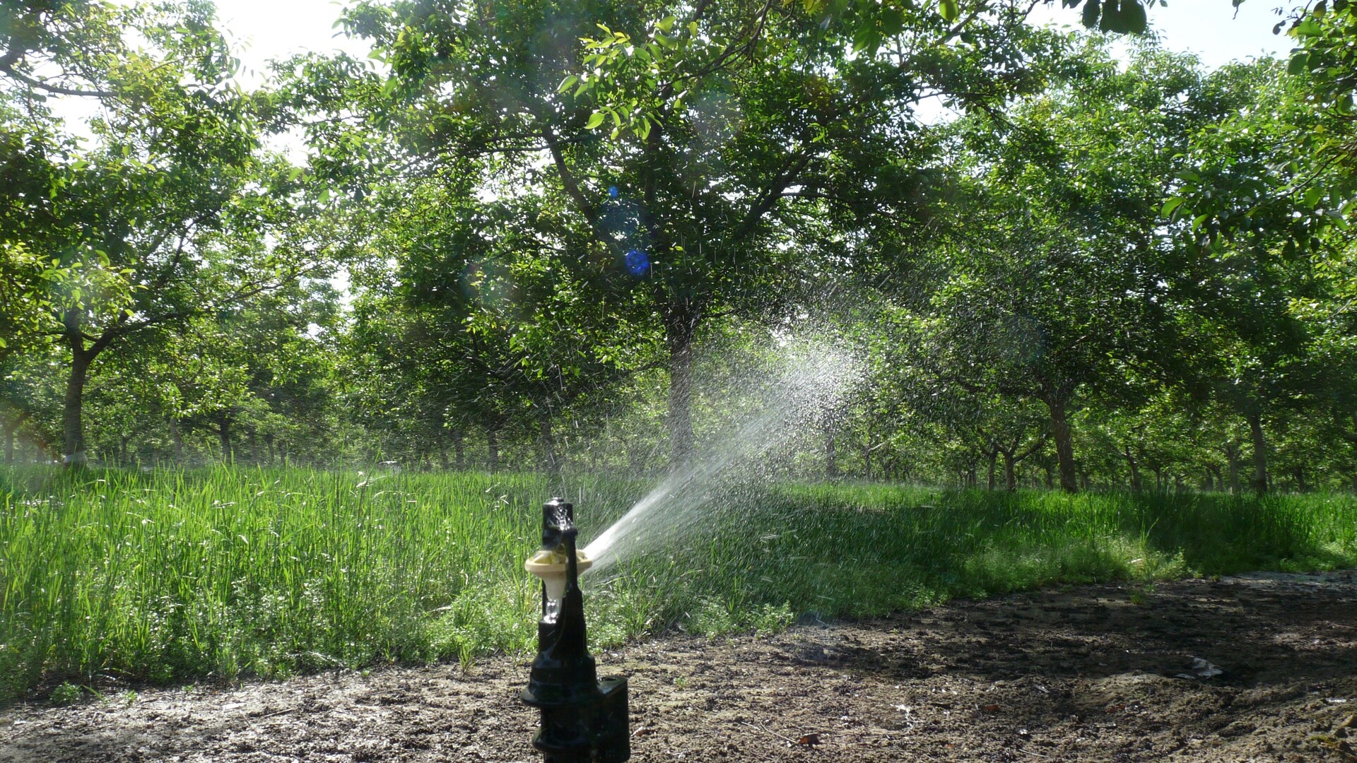 Irrigation on Light or Heavy Soils