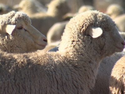 U.S. Sheep Industry Launches Sheep Genetics USA