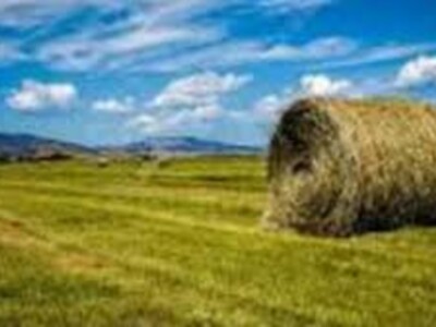 Colorado Hay Report