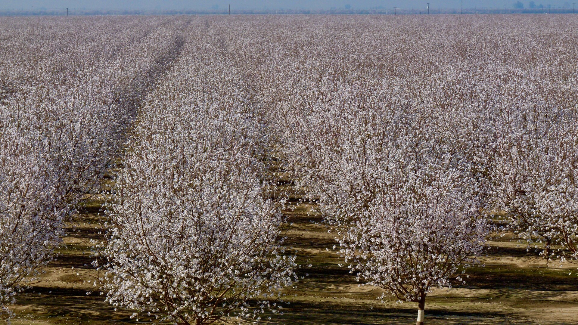 Protecting Almonds At Full Bloom