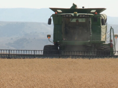 Columbia Grain Predicts Better Year for Chickpeas