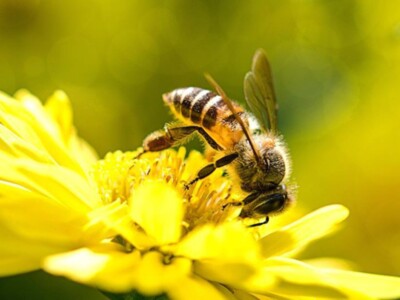 Honey Production Down