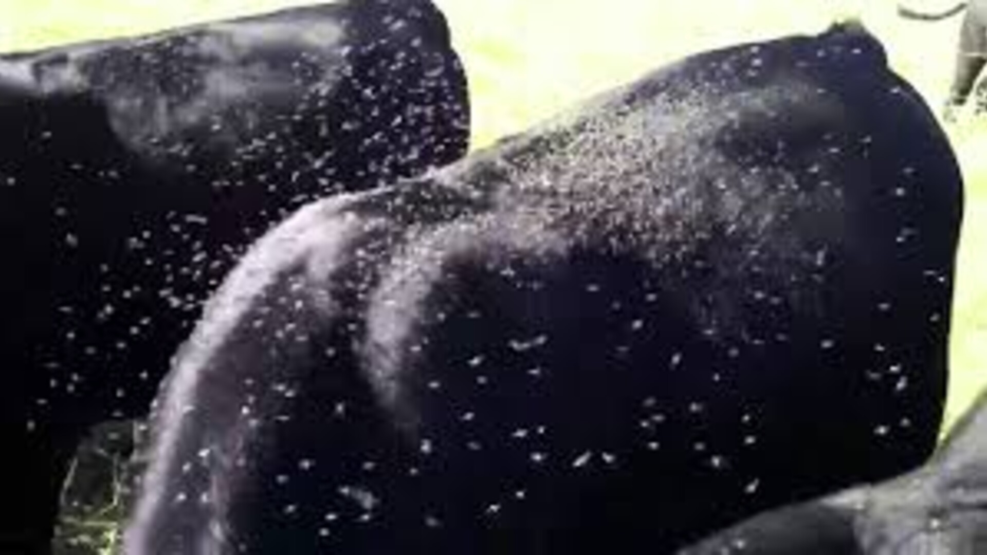 Controlling Horn Flies with Altosid IGR