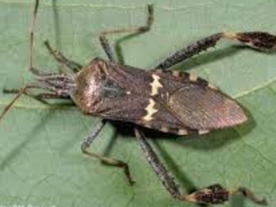 Leaffooted Bug Can Damage Almonds
