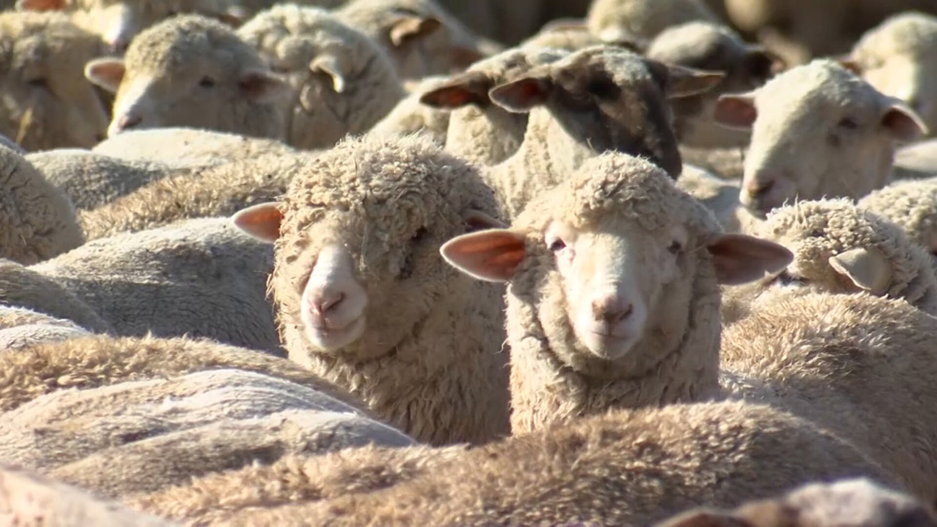 American Lamb Board Announces Industry Storytelling Video Contest