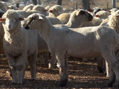 Sheep Genetics USA Plans May 11 Webinar