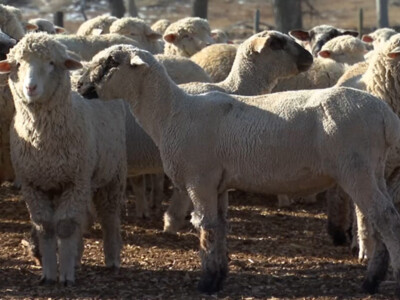 Sheep Genetics USA Plans May 11 Webinar