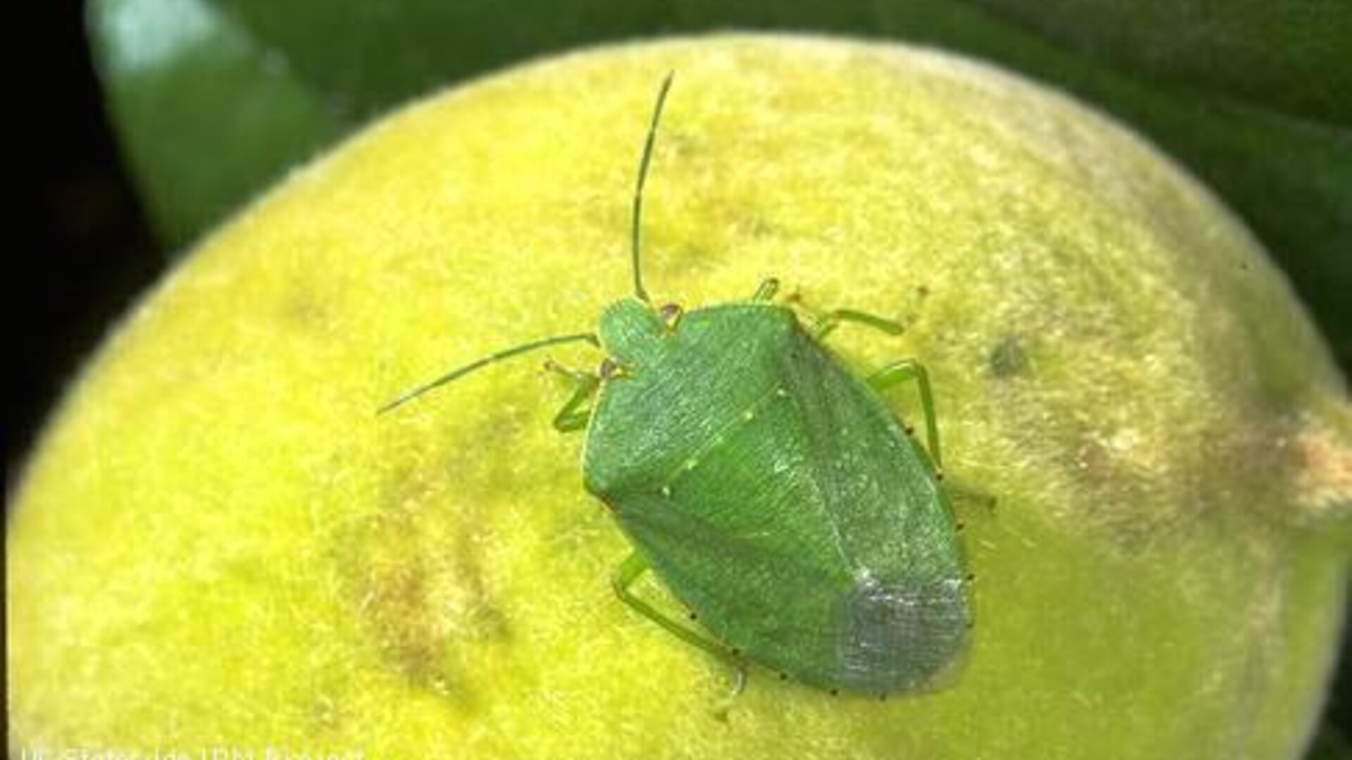 Stinkbugs in Almond Orchards