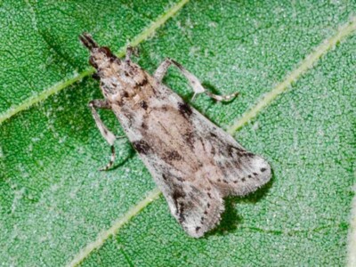 Knowing the Break-Even Point in Navel Orangeworm Mating Disruption