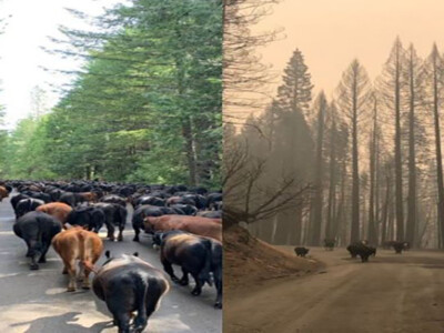 Cattle Rancher to Congress: Active Management Necessary to Curb Wildfires