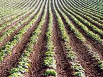 Crop Progress Report and Ag Prices Up