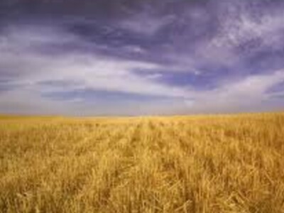 Wheat Field Days