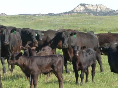 LRP Insurance Available to Help Cattle Producers Manage Risk