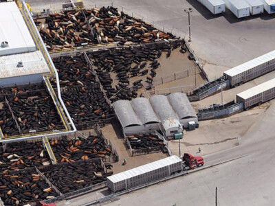 Capacity Constraints in U.S. Beef Supply Chain