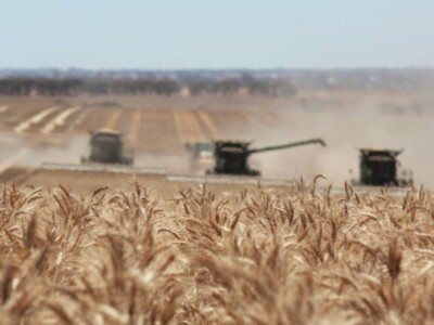 Morocco Reimposes Tariffs on Soft, Hard Wheat Imports