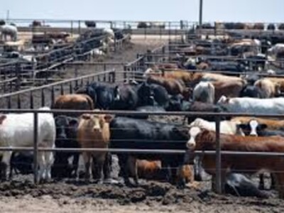 Cattle Industry Groups Hold Closed-Door Meeting to Discuss Price Imbalances