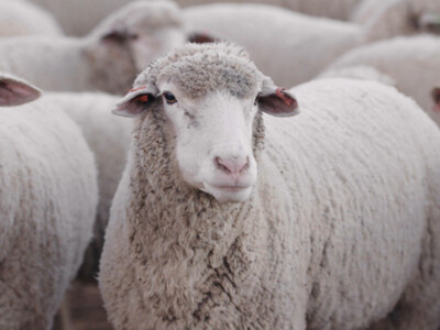 Funding for New Montana Wool Lab Important for U.S. Sheep Industry