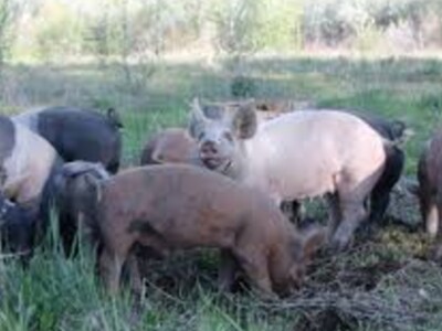 Pork Prices to Rise and Fall