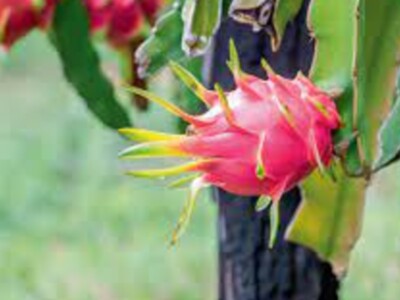 Dragon Fruit Premium Prices