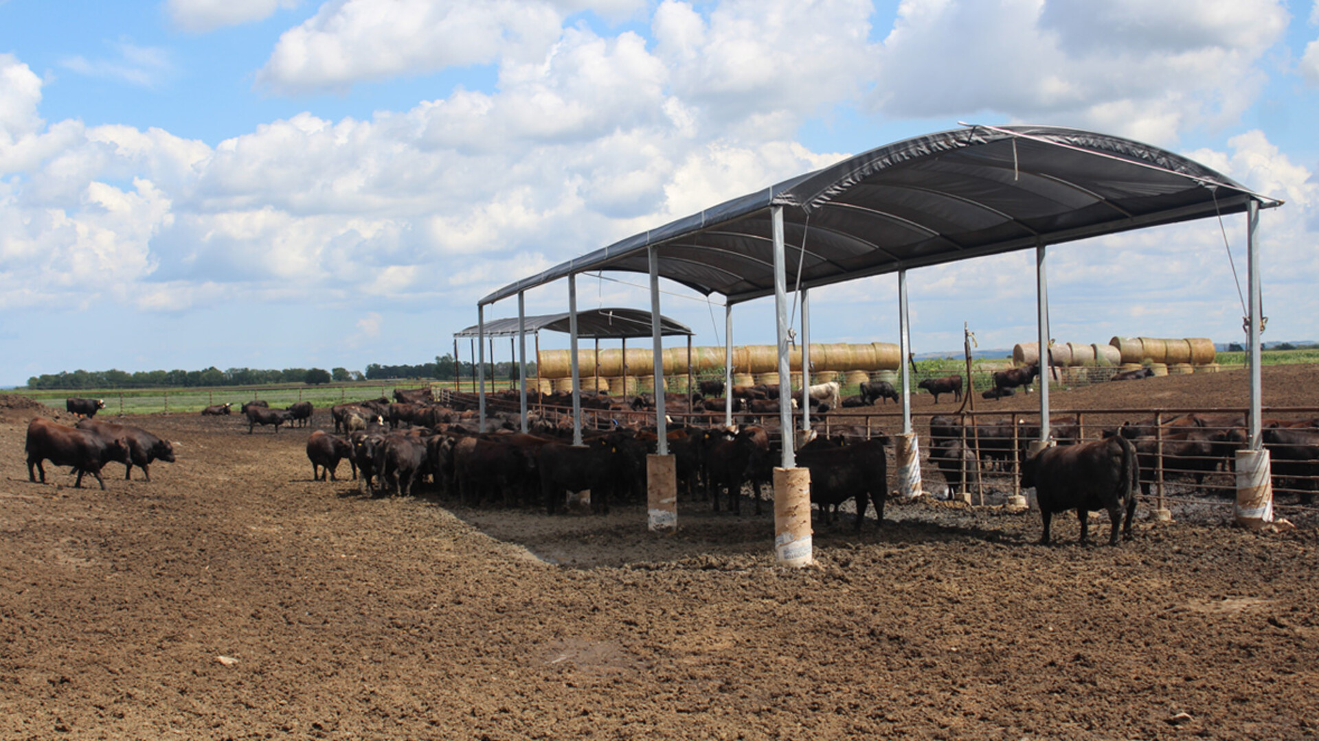 Shade and Cattle Performance