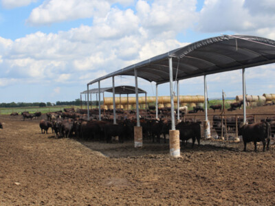 Shade and Cattle Performance