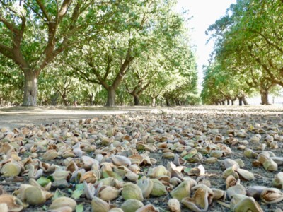 The Importance of Minimizing Dust at Almond Harvest