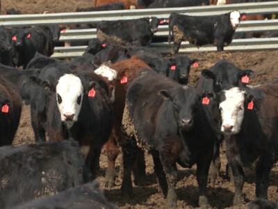 NCBA Pushes Congress to Address Areas of Concern in the Cattle Industry