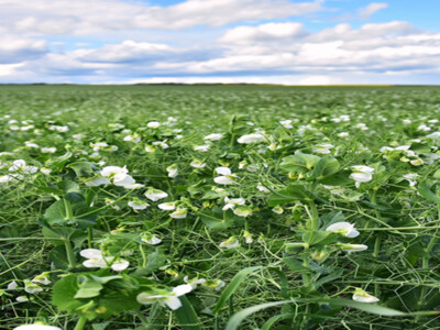 Farmers with Insurance to Receive Benefit for Cover Crops