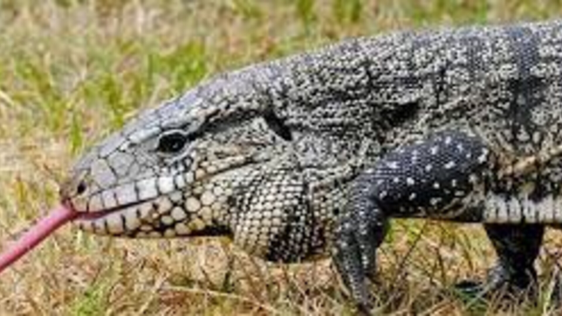 Tegus In the Wild Pose Threat to Ag