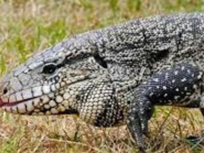 Tegus In the Wild Pose Threat to Ag