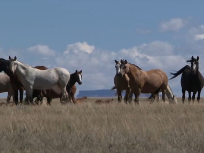 PLC Renews Call for Wild Horse Management