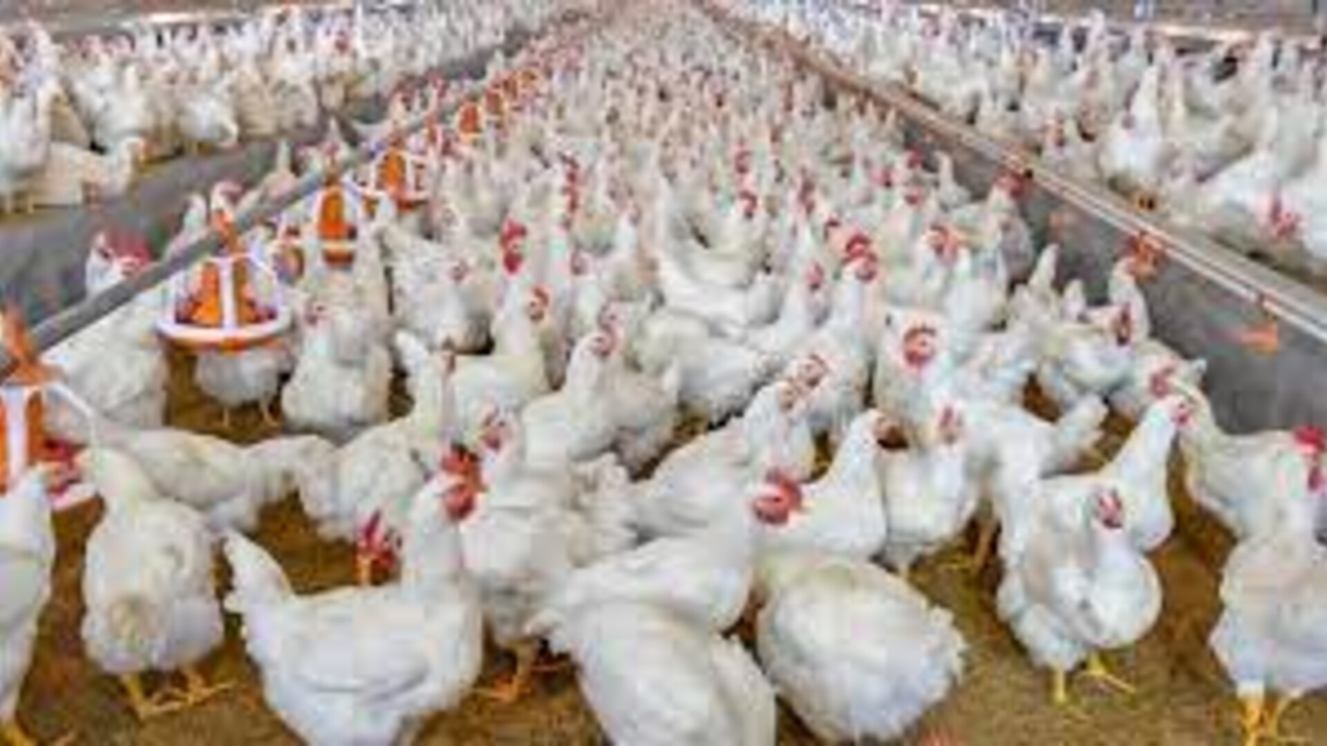 New Therapeutic Reduces Disease in Poultry