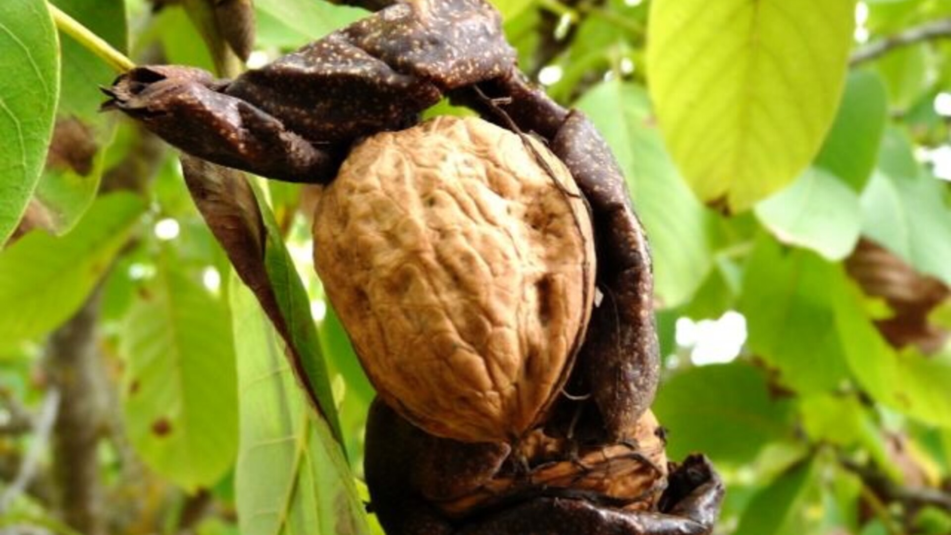 Research on Phytopthora Crown Gall on Walnuts