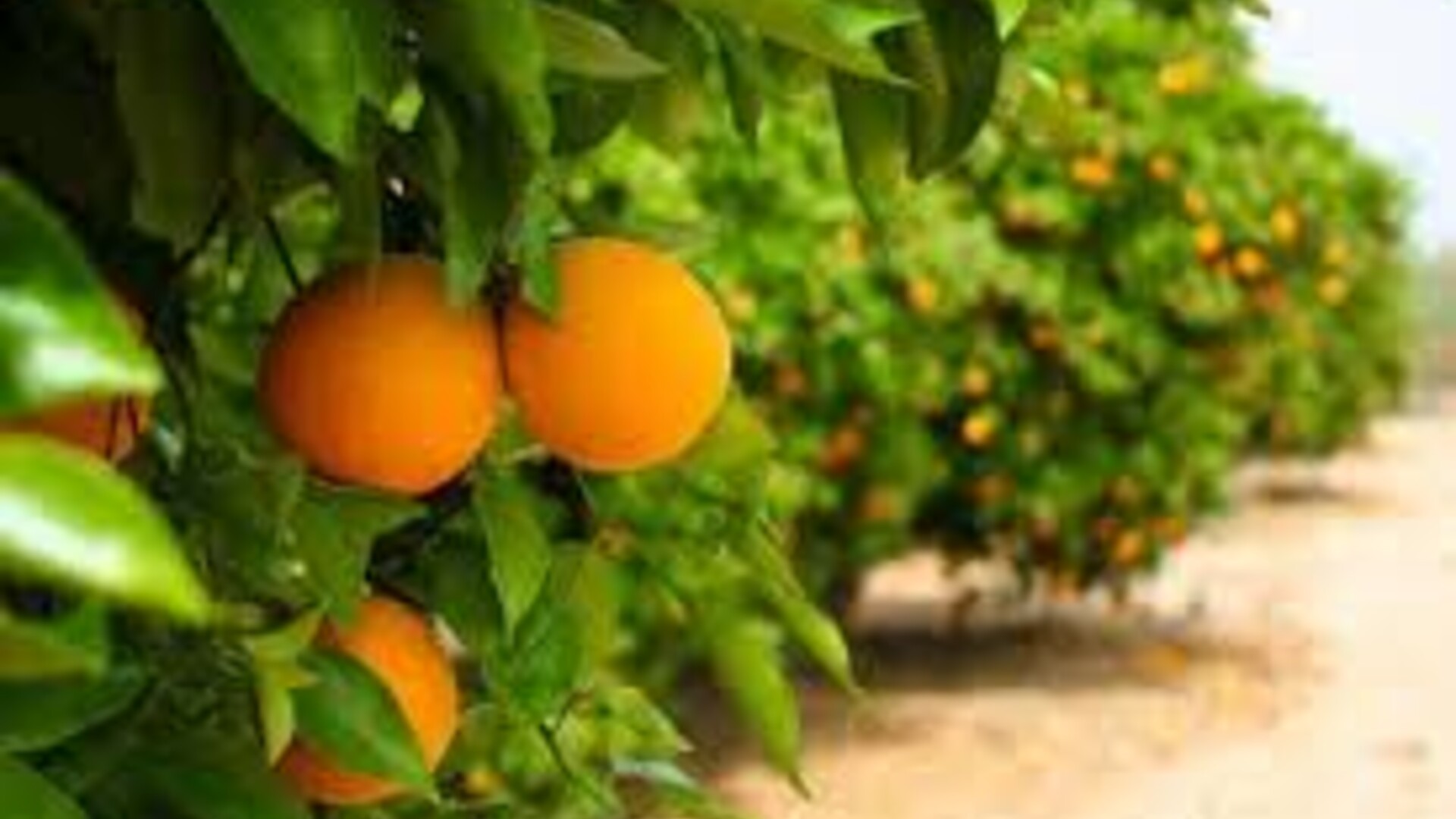 Outlook for Florida’s citrus growers improves