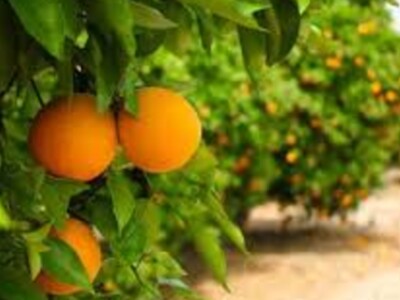 Outlook for Florida’s citrus growers improves