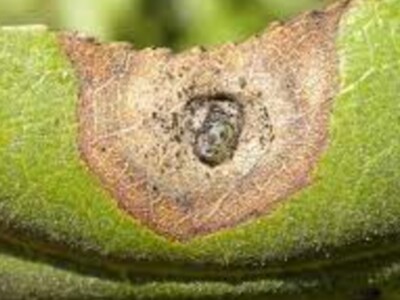 Alternaria Leaf Spot in Almonds