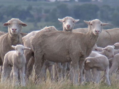 Sheep Center to Begin Accepting Grant Apps in July