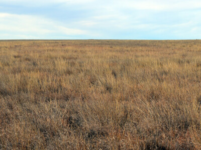 USDA Announces Dates for CRP General, Grasslands Signups