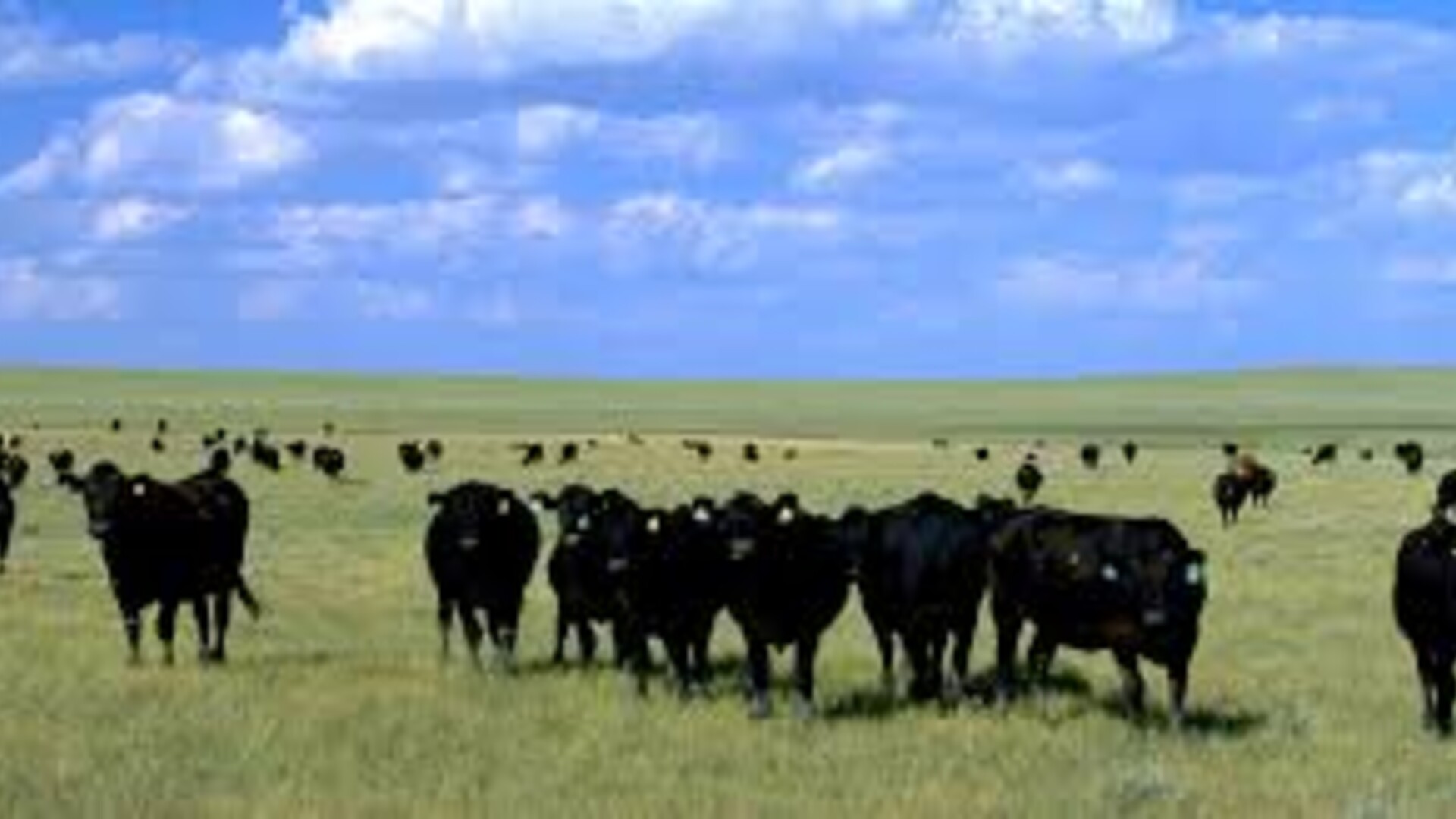 Senate Hearing on Cattle Markets