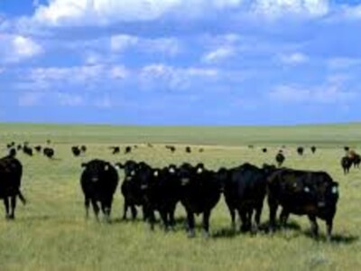 Senate Hearing on Cattle Markets