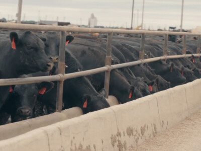 New Beef Processing Plant Announced in Iowa
