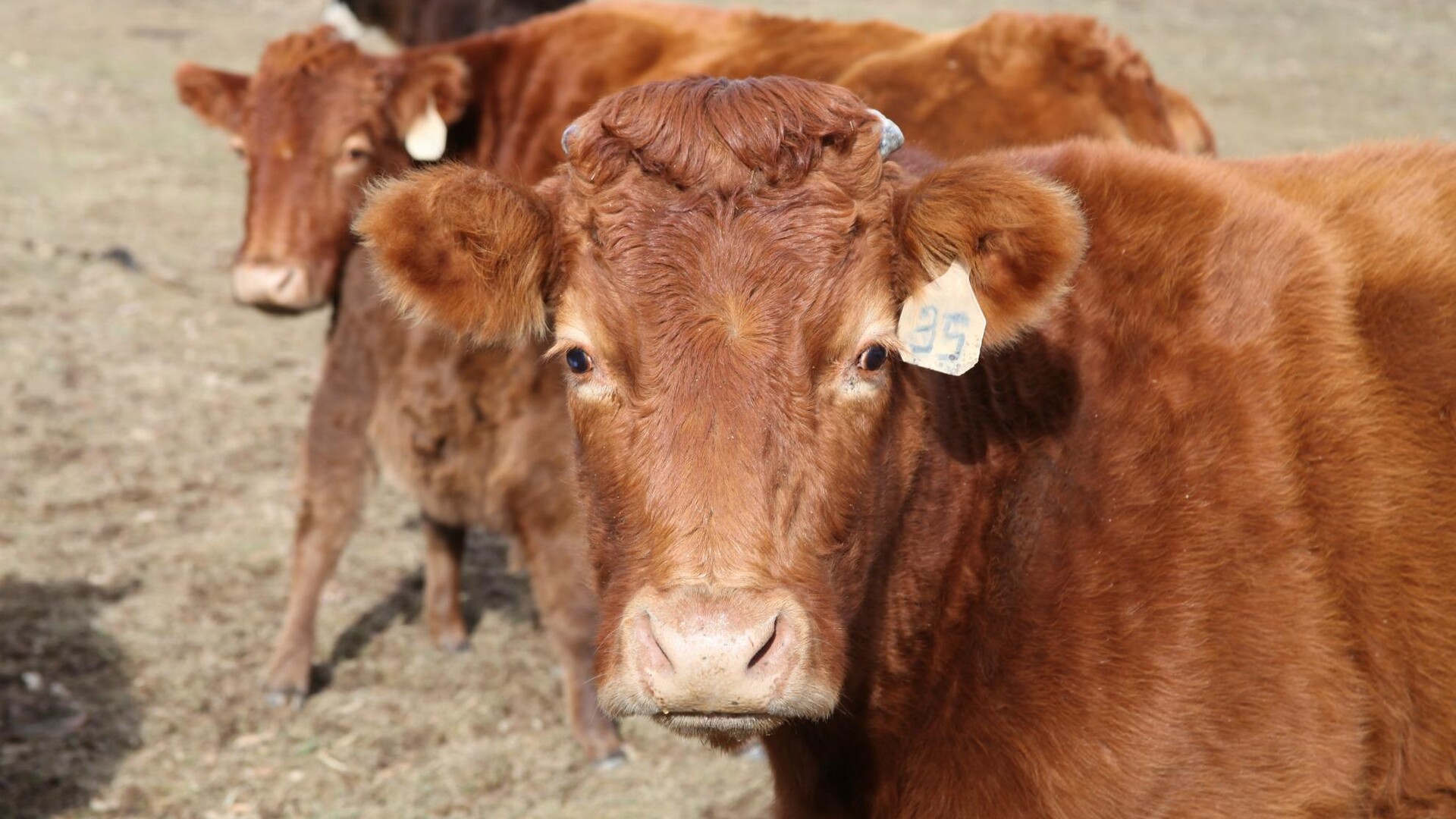 Cattle in the Drought Pt 1